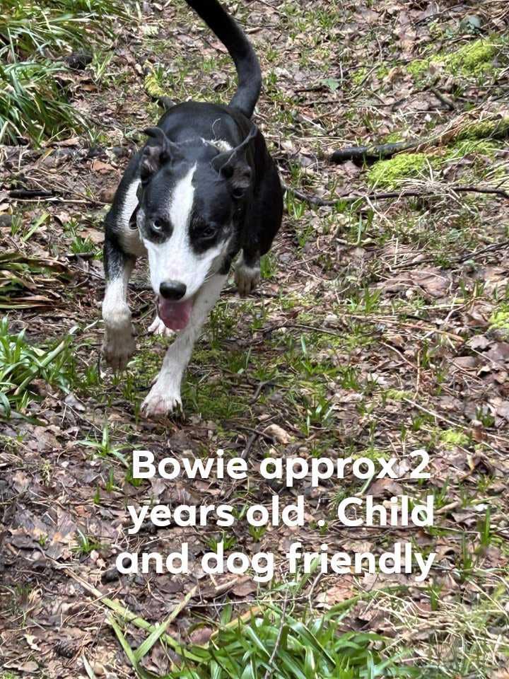 Beautiful Bowie is in #Chesterfield #Derbyshire and looking for her forever home.   Please contact the Rescue for more info ⤵️
Barkingoodtimesrescue21@gmail.com
#mansfield #Worksop #Clowne #Derby #Nottingham #Nottinghamshire #Sheffield