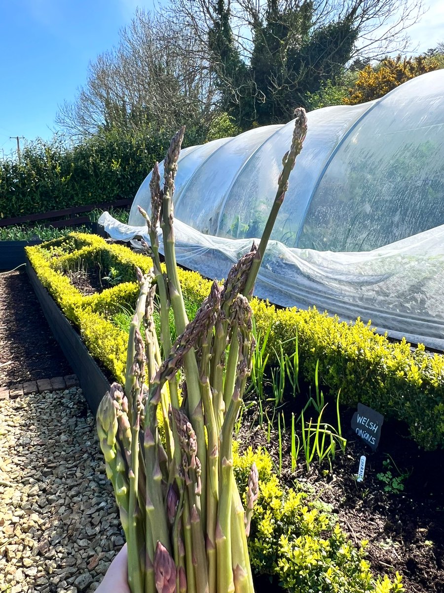 Asparagus for Sunday brunch