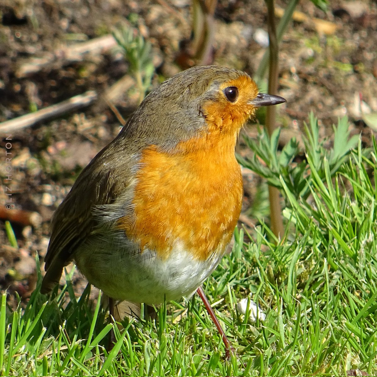 With a little #robin 🥰 around..
It's a great day.
Hope you're having a great day too!
And have a lovely sunny week ahead.
#nature #wildlife #birds #photography
#birdwatching #birdphotography
#BirdTwitter #birdtonic
#art #naturelovers .. 🌱🧡🕊