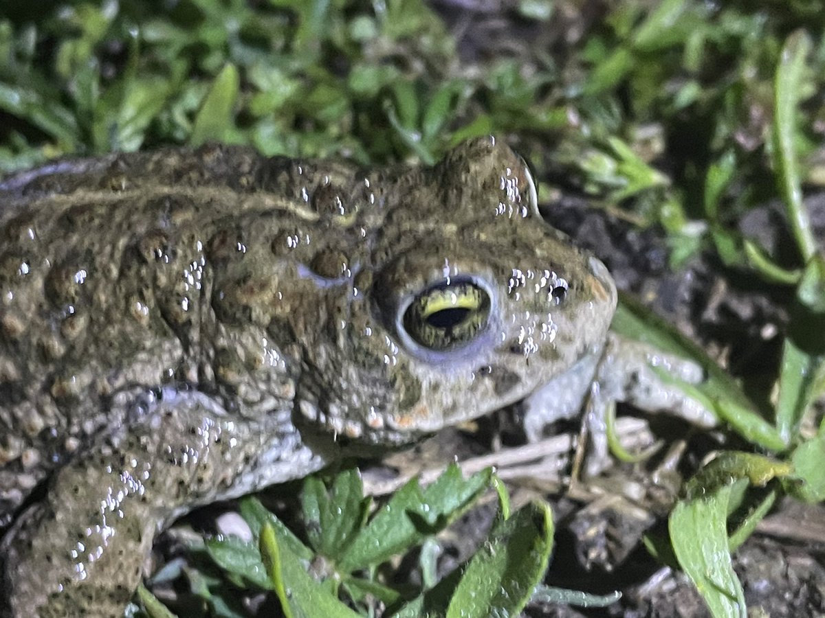 Baldbirder1's tweet photo. Great to see Natterjack Toads last night in Dorset - very vocal just after dark. #NatterjackToad #Nature https://t.co/CLIexVHxjw