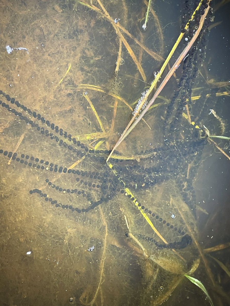 Baldbirder1's tweet photo. Great to see Natterjack Toads last night in Dorset - very vocal just after dark. #NatterjackToad #Nature https://t.co/CLIexVHxjw