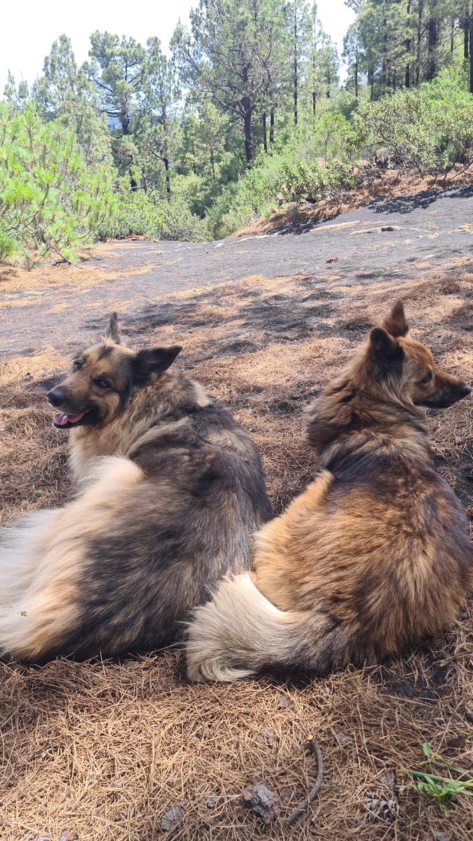 A pause in the shade as temperatures are already high. #LaPalma