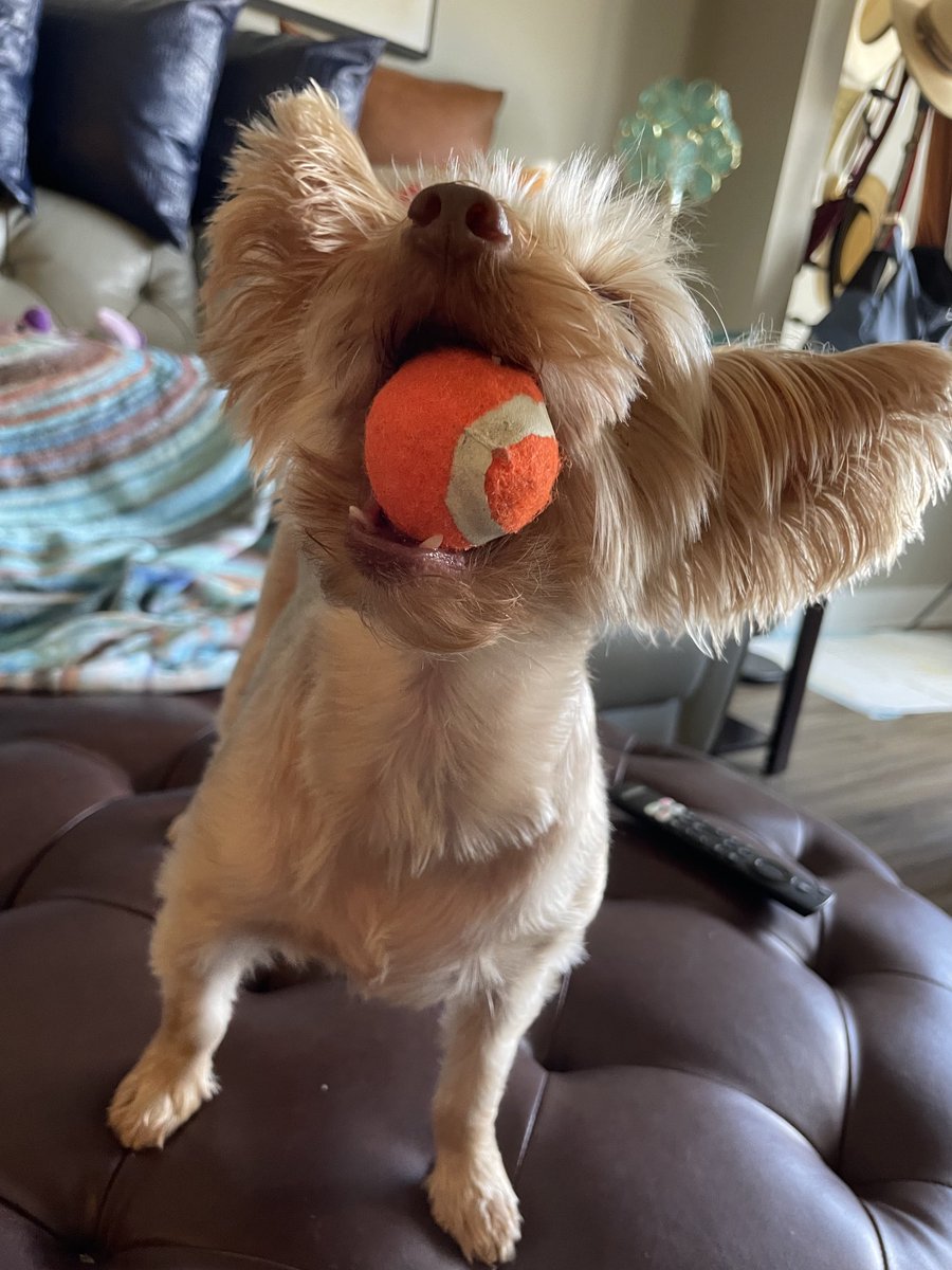 Snickers: “I caught it, I caught it, I caught it!” #PutMeInCoach #DogsOfX #DogsOfTwitter