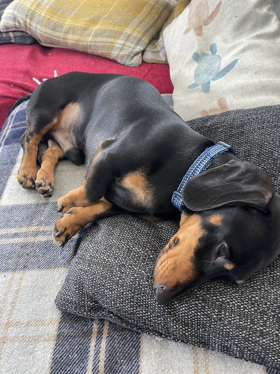 The Sunday sun has tired Fritz 🐾🐾 out after his 2nd walk of the day. #Sunday #Fritz #FritzTheDachshund #DogDads #Dachshund #FamilyDog