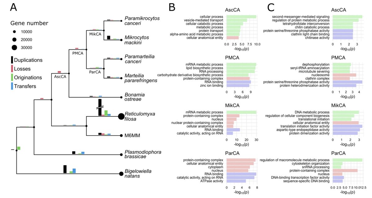 We've just published a comparative genomic analysis of Ascetosporean parasites (Rhizaria). We produced genomic data for two additional classes (Haplosporidia and Paramyxida), and the undescribed Cercozoa M6MM, and combined that to the available mikrocitids
bmcbiol.biomedcentral.com/articles/10.11…