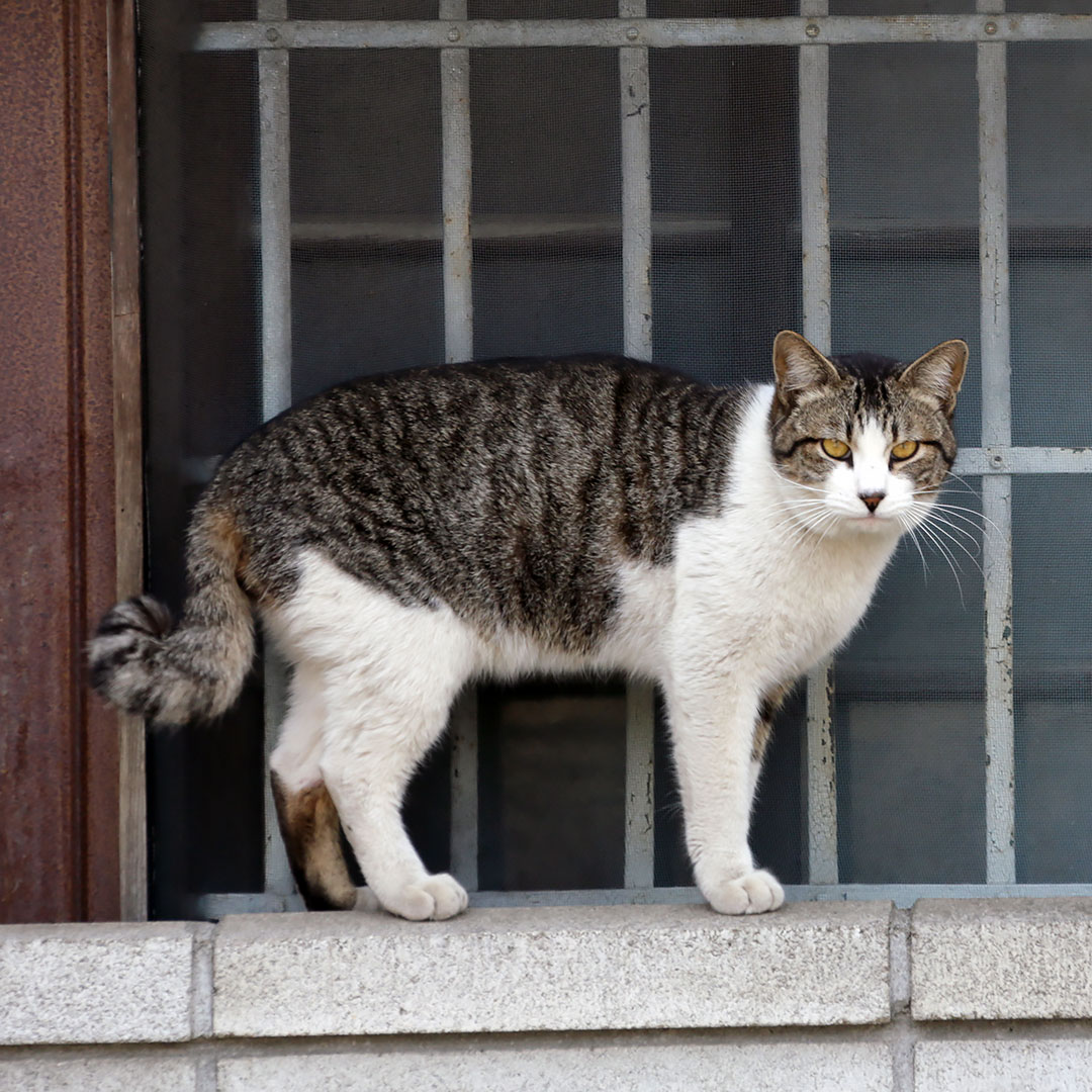 スタスタ
くるりっ！
ポリポリ
「これが本物のキャットウォークだ！」
#ねこ #猫 #ねこ写真 #猫写真 #東京猫 #ねこすたぐらむ #外猫 #野良猫 #地域猫 #straycat #tokyocats #cat #gato #chat #cutecats #キジ白猫