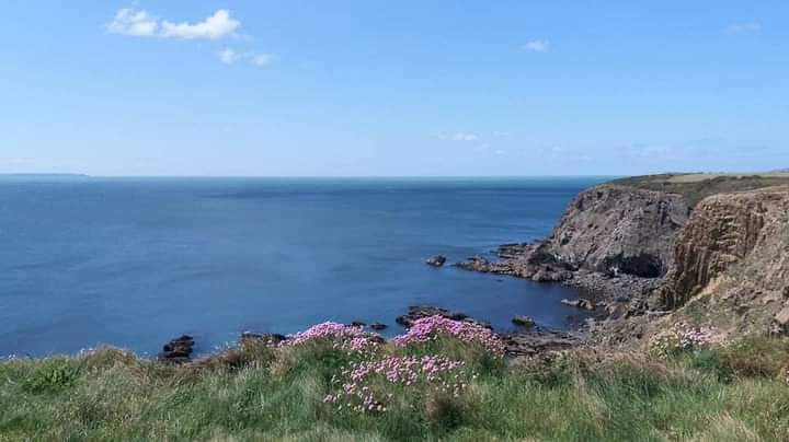 Pink thrift this time of year 🌸🌸🌸 🌿 🌊