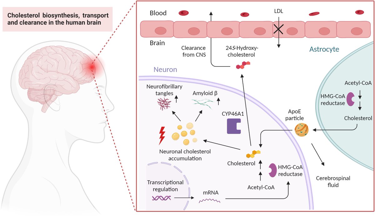 Ahmed et al. review putative mechanisms linking neuronal cholesterol to Alzheimer’s disease, and discuss current strategies for developing a brain cholesterol-modulating pharmacotherapy. tinyurl.com/44vujdr9