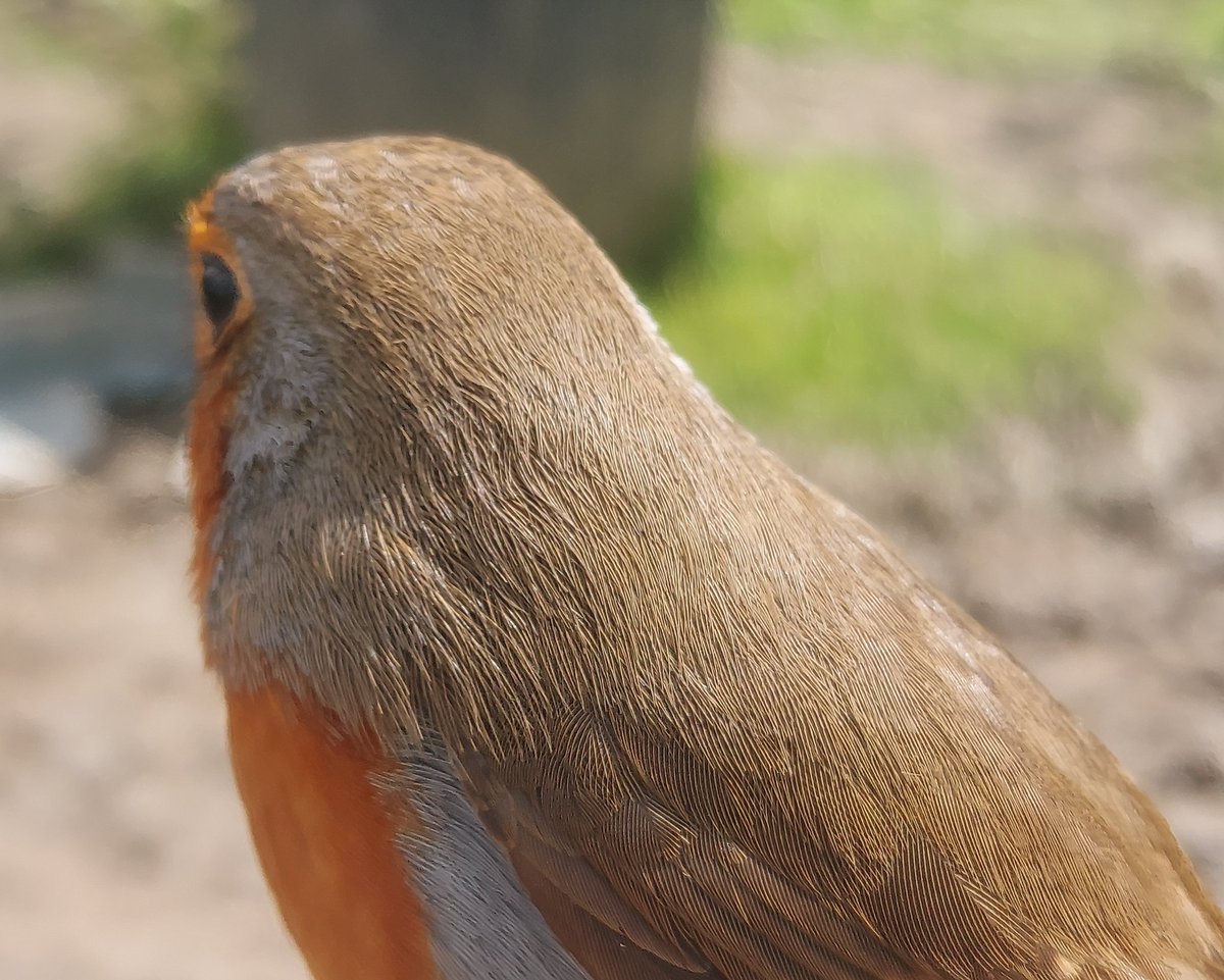 This beautiful, insistent, bird has been on my knee, fingers, phone, head & is now perched at my elbow. Do you think it wants something?