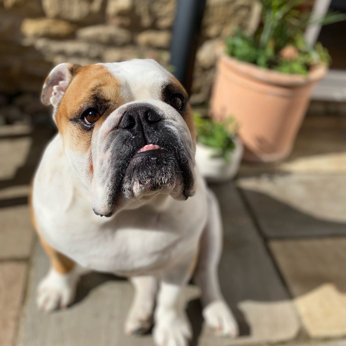 Happy sunny ☀️ #SUNDay everyone I hope everyone here in 🇬🇧 is ready for #DoubleSunday tomorrow? Have a great long weekend 🐶🐾❤️ Barney #BarneyTheBulldog #DogsOfTwitter #DogsOfX #DogsOfIG #DogsOfFacebook #Bulldog #EnglishBulldog