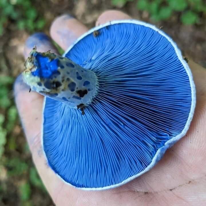 Lactarius indigo , pas Belle la nature 
communément connu sous le nom de bonnet indigo , l' indigo (ou bleu) lactarius , ou le champignon de lait bleu , est une espèce de champignon agaric de la famille des Russulaceae . Espèce largement répandue, elle pousse naturellement dans…