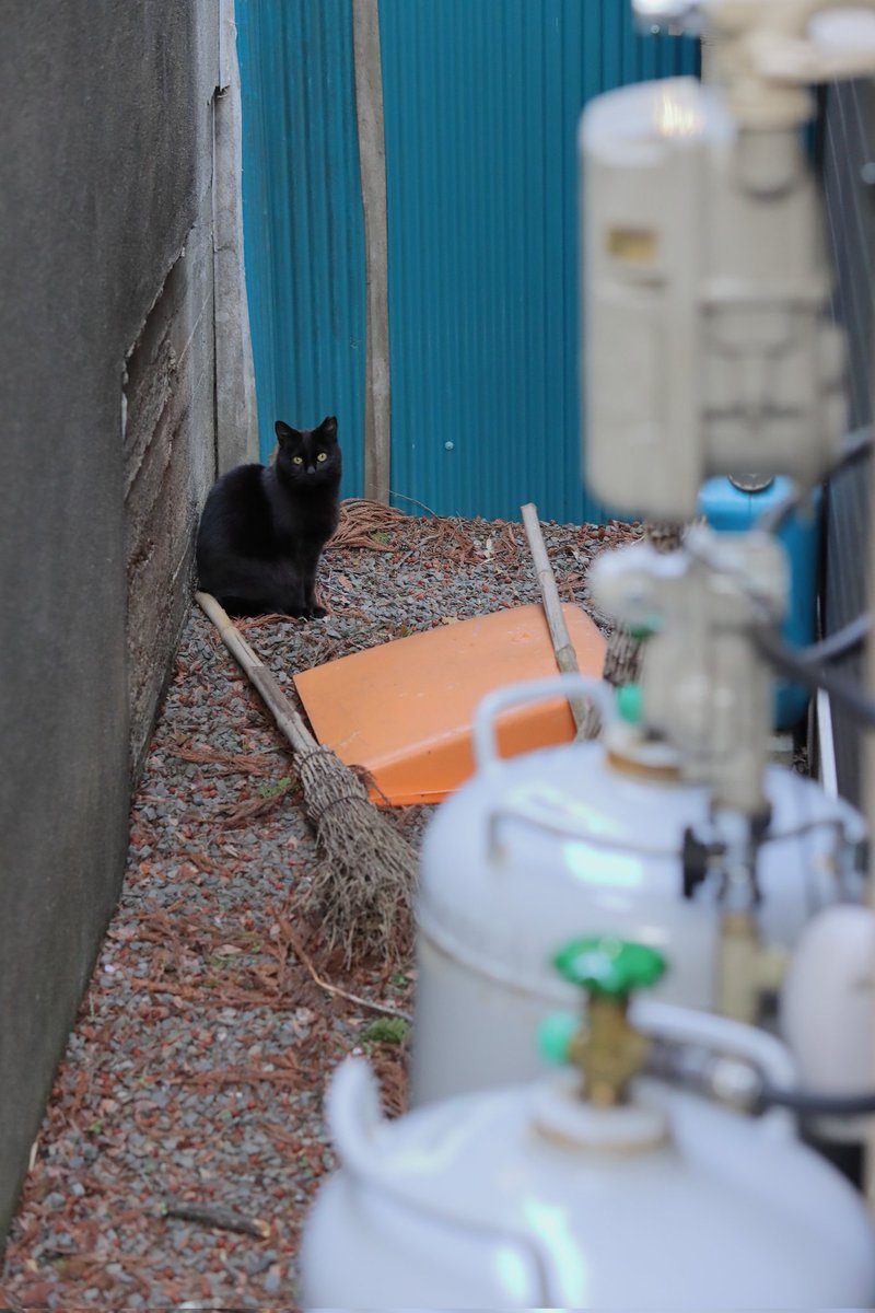 家の裏の黒猫さん