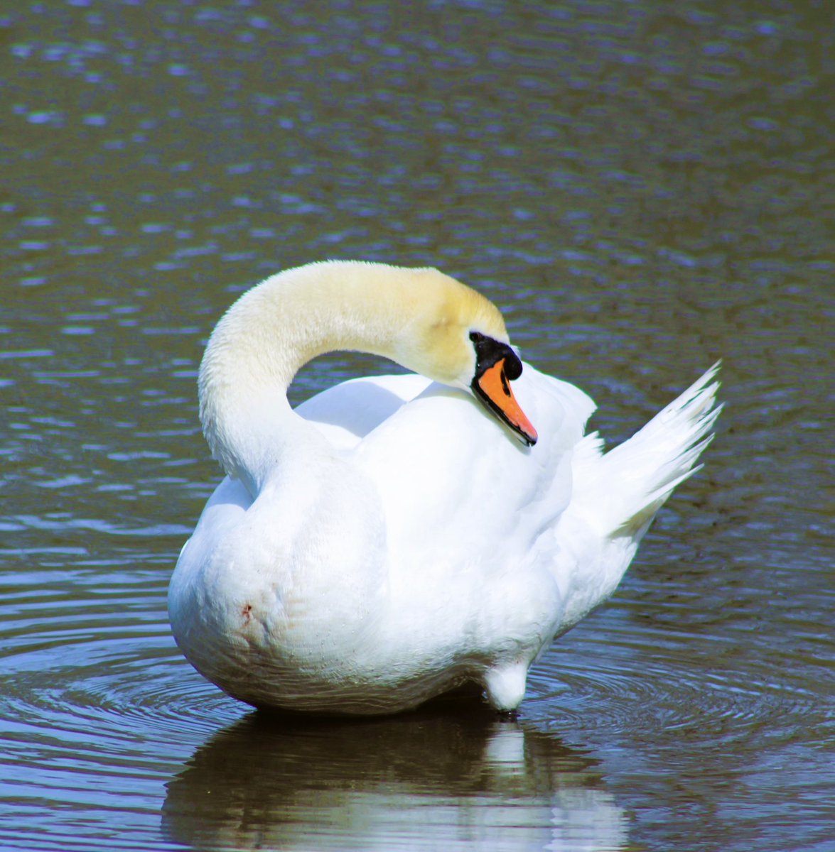 #swanday  Have a Great One!