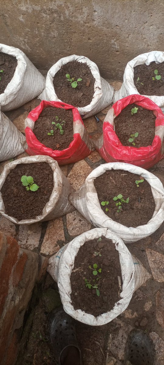 Trash to Frass 🤑💸
 Thanks to black soldier fly larvae, organic waste transforms into plant fertilizers. 
It's loaded with chitin and therefore  expect  abnormal bumper harvests.

 #SustainableAgriculture #BlackSoldierFly #YouthInAgric 
 #YouthInResearch