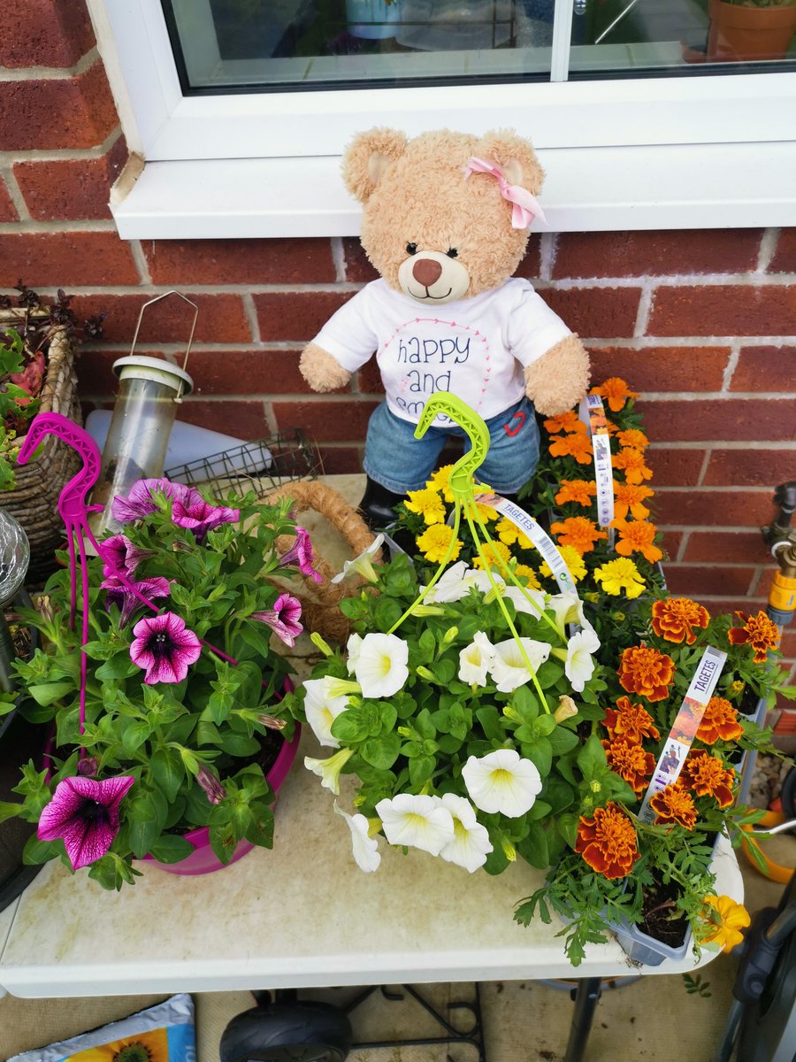 She bought plants. She was supposed to wait until she had weeded. Oh well. Just as well it is a long weekend. She needs to have these planted before Tuesday. Guess I don't mind helping.