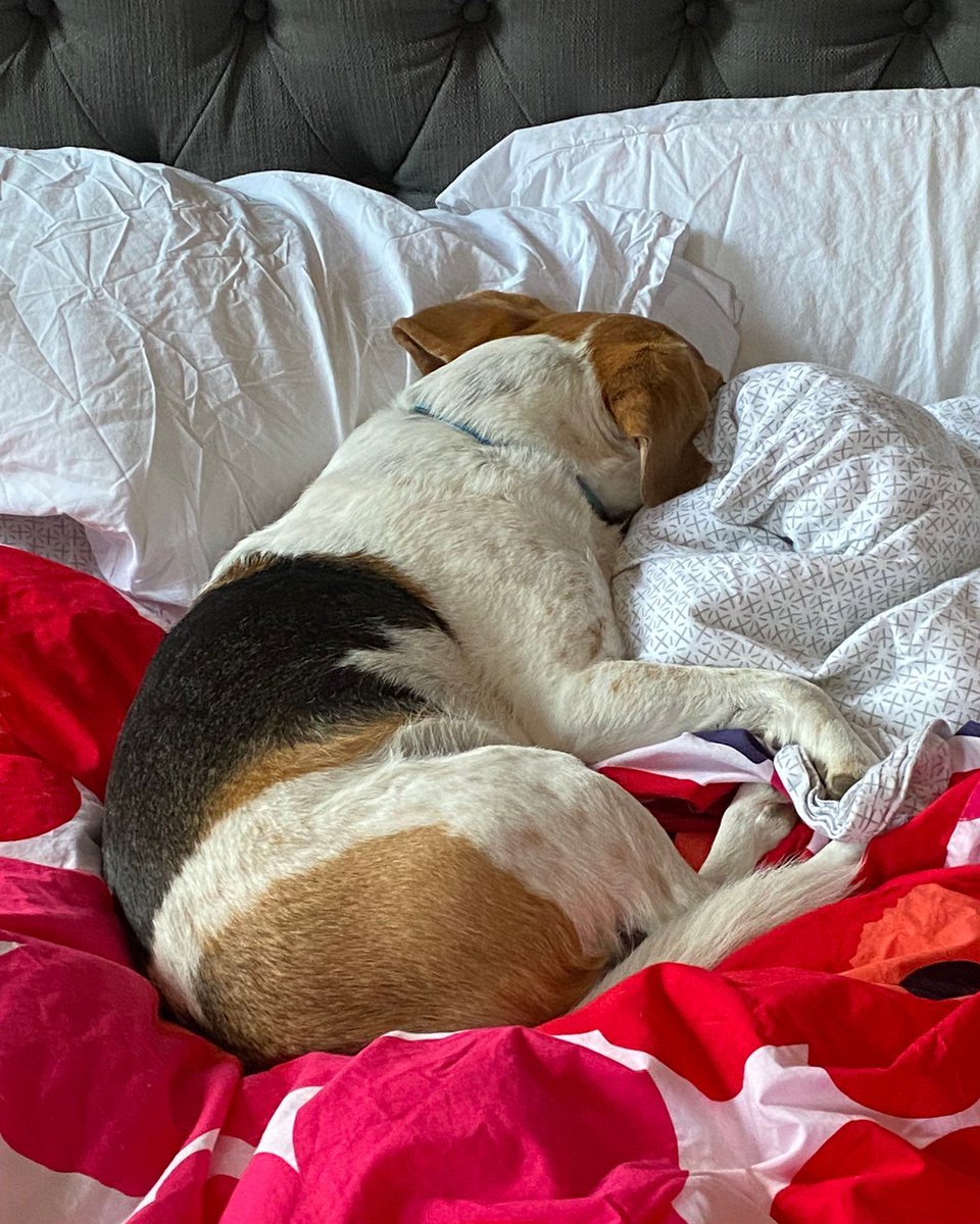 A #beagle nap may be preceded by the Pre-Nap Nap and followed by the Post-Nap Nap. #beaglefacts 📷 @SandraEMartin / Twitter