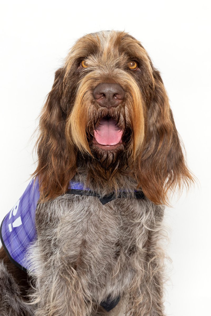 Sunday morning cuddles anyone? Say hello to these ready-to-cuddle pups at DEN today. #DENCATS 

Concourse A
Alfie 6:30-8:30 a.m.

Concourse B
Miles 9-11 a.m.
Raco and Po 10 a.m.-12 p.m.