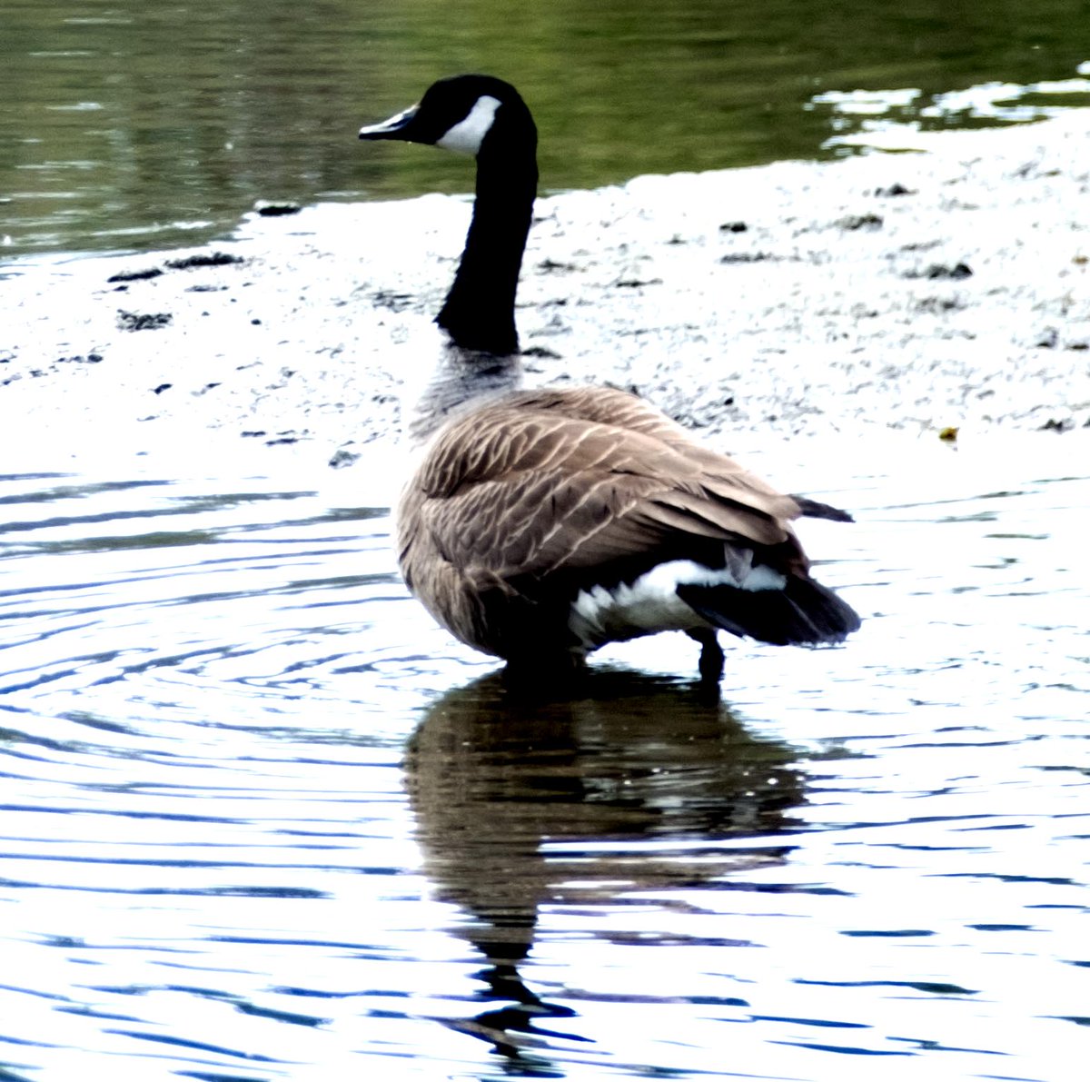 Bird reflections at Rodley Nature Reserve today