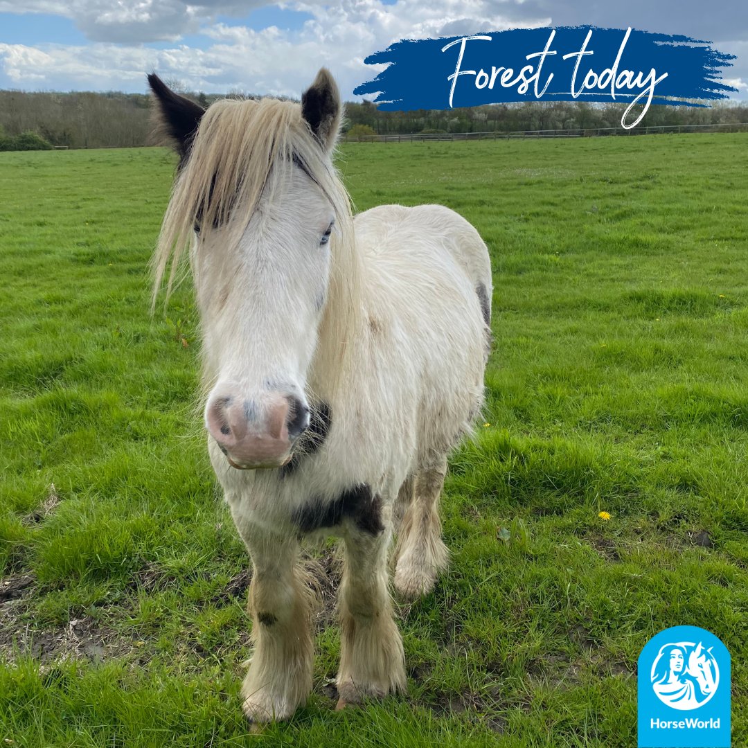 Did you know little Forest here suffered with a flexural limb deformity as a foal which meant he had to wear specially made glue-on shoes for some time. Today, Forest can enjoy life to the full and will be up for rehoming soon😊💙 #EquineWelfare #Rehabilitation #Farriers