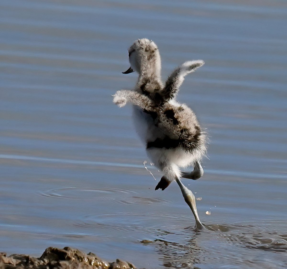 baby Avocet