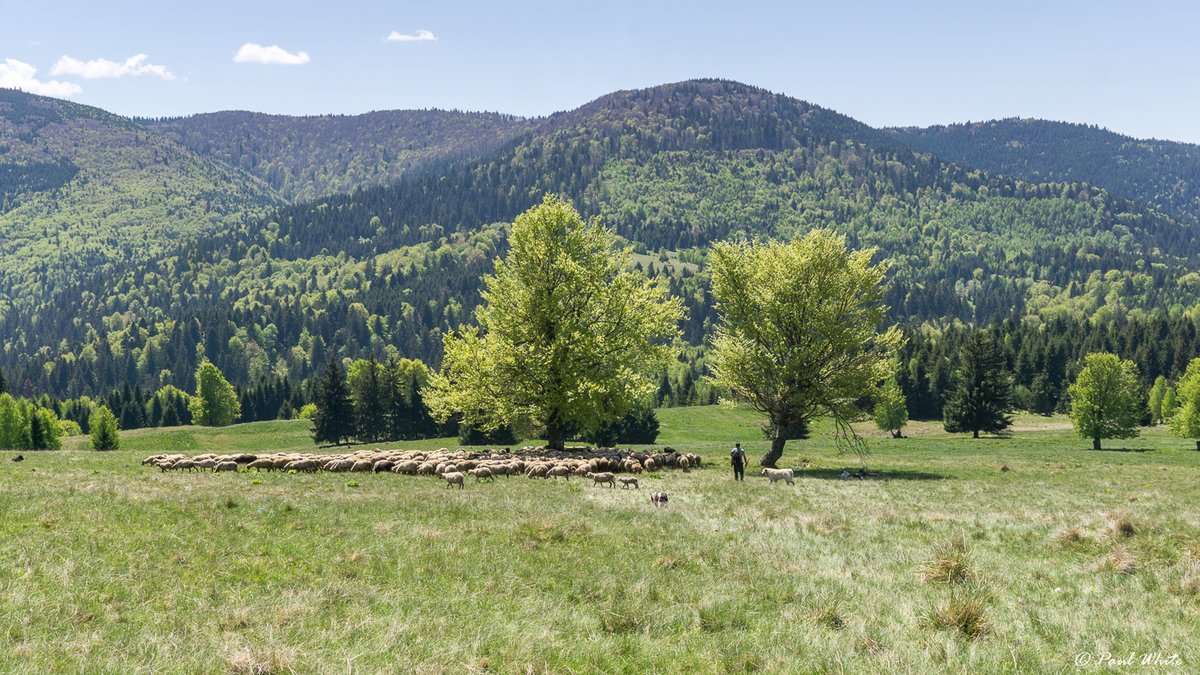 Transhumance Transylvania 1/ #farming #pasture #CarpathianMountains #grazing #coexistence #sheep