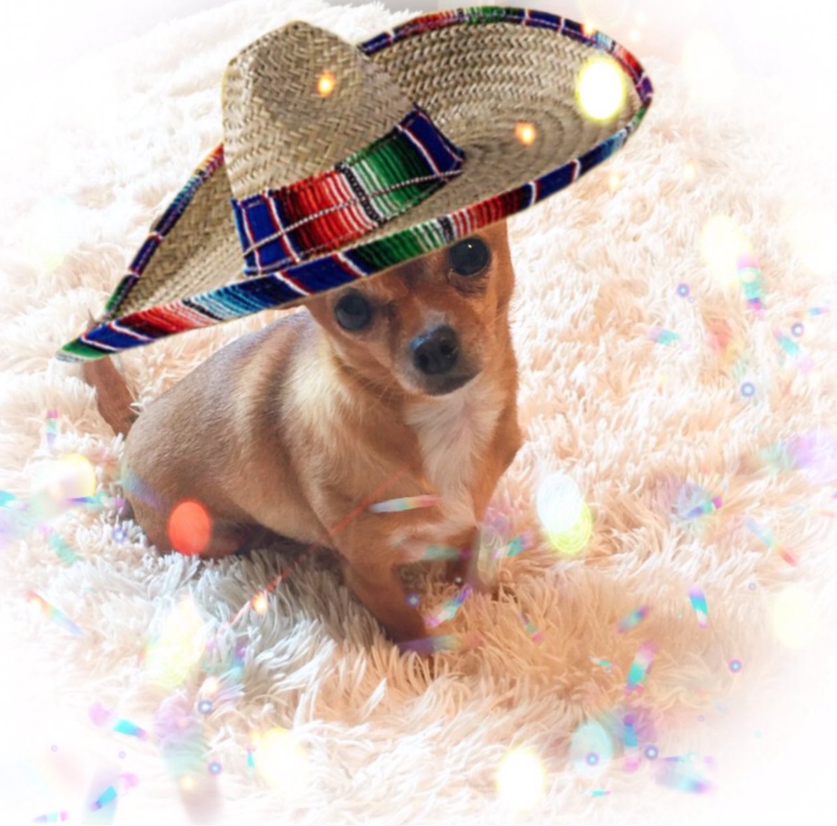 Happy Cinco De Mayo 🇲🇽 from Roo!