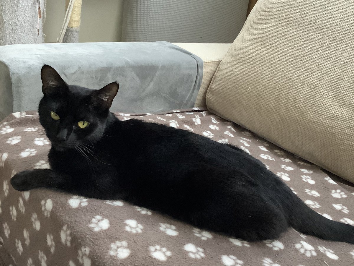 rspca.org.uk/findapet/searc… PLEASE RETWEET TO HELP SUMMER FIND HER FOREVER HOME. Summer has been up for adoption for months but no one has shown an interest in giving her a forever home. She is very friendly and sociable and would make a lovely companion. #catsoftwitter #catsofx