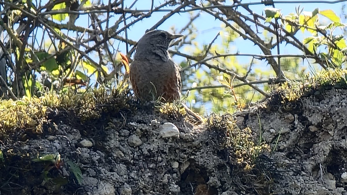 Nice nice ,I just found an Alpine accentor ,I ain't a birder ,but knew it was something good ,thanks to @GlosterBirder for the identification!,right I just found a right nice moss aswell so a very good day .