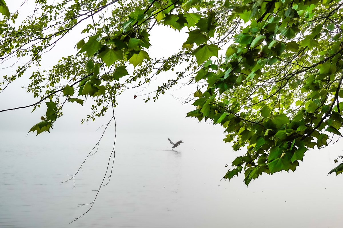 Foggy morning on the Black Warrior River in Tuscaloosa #naturephotography