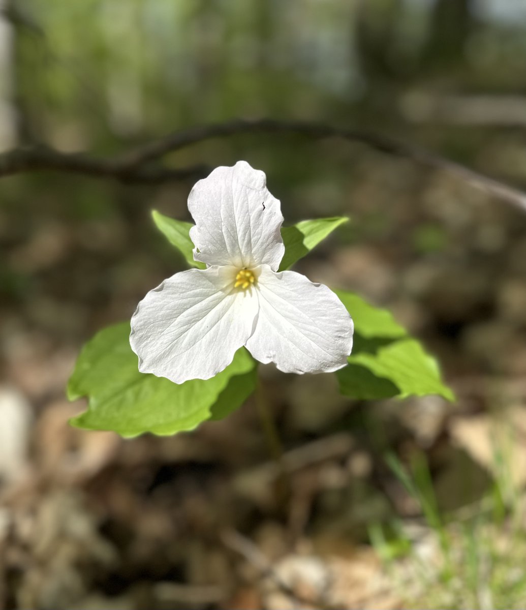 With trilliums in full bloom, today is a perfect day for a nature walk. Research shows that spending time outdoors, soaking in nature's beauty during a leisurely walk, can lower blood pressure, reduce stress, & improve overall #heart health.#HeartHealth #NatureWalks #Trillium