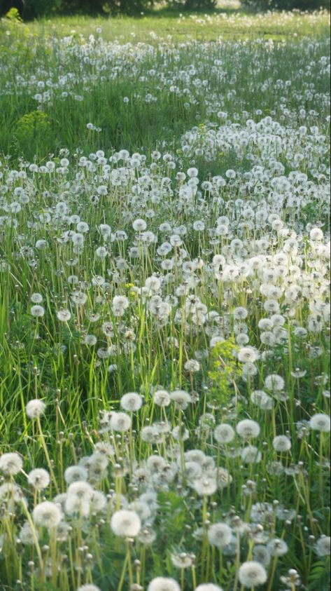 A dandelion kind of day
in yellow flowery display
becomes the silver wisp bouquet
to wish on while you blow away.

(c) R. Howell 2024
2 minute poetry challenge #poetry #poetrycommunity #funpoem #nature #dandelions #childrenspoetry #whimsical #postapoem #inspiredbynature #kidlit