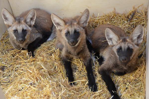 barbershop quartet but there's only three of them because maned wolves can't count