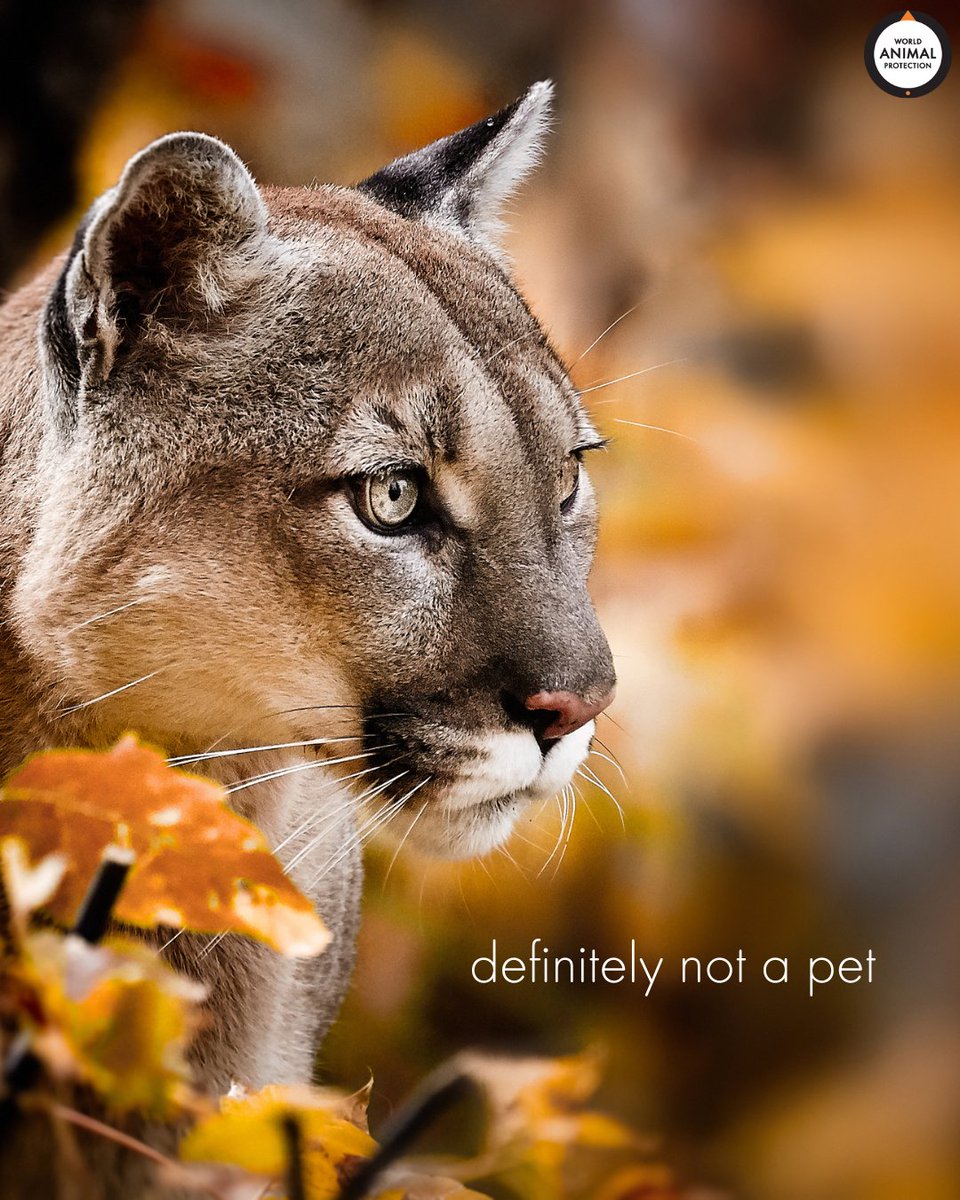 We can't say it any clearer: danger cats are not pets.
