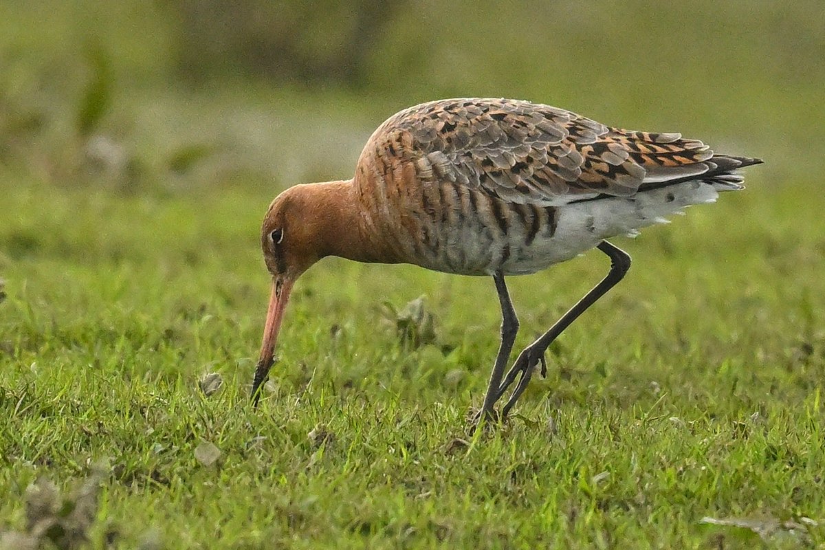 Black tailed Godwit one of 9 present Sandbach Flashes Cheshire late April 24
