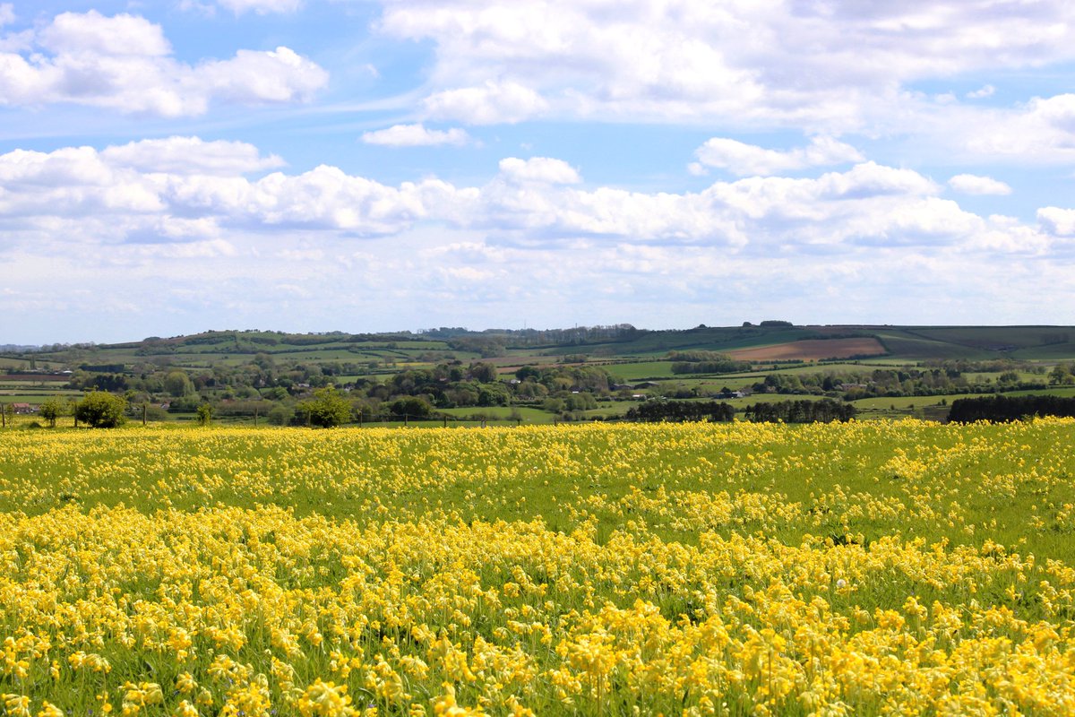 #sundayyellow  #cowslips #loveukweather #LincsWolds