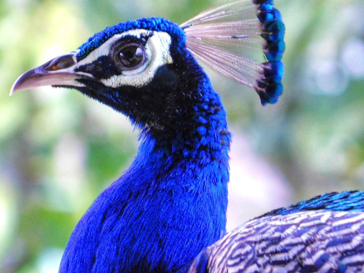 Peacock 
#TwitterNatureCommunity #IndiAves #NaturePhotography #BBCWildlifePOTD #NatureBeauty #BirdsOfTwitter #Birds2024