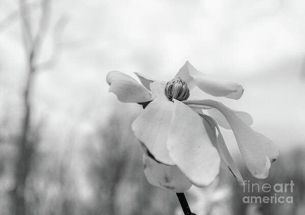 Ode to a Spring Magnolia: fineartamerica.com/featured/ode-t… #spring #flowers #floralart #MothersDayGifts #buyintoart #photography_