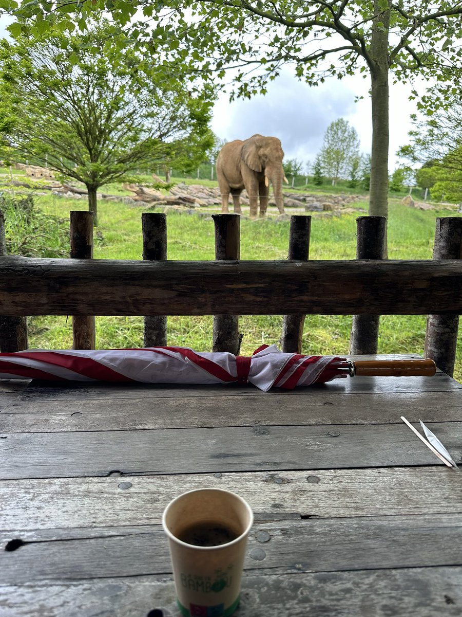 Petit café en compagnie d’un éléphant !!! #Beauval #Elephant