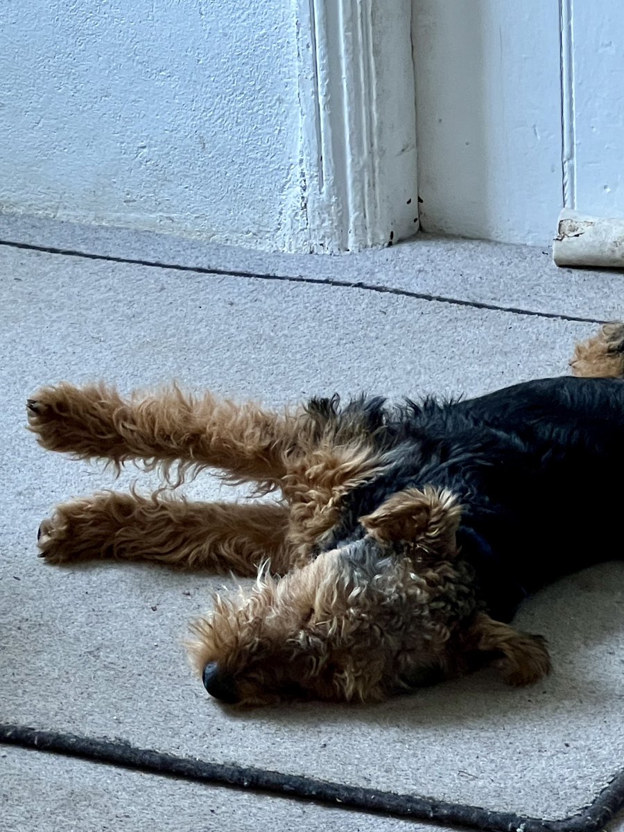 #pupdate After a very energetic start to my day I am falling asleep on double carpet, with one leg raised in the air. This is because I like to impersonate one of those toy push along dogs. It makes the Mrs go dewy eyed and leaves me with a biscuit advantage when it’s tea time 🙌