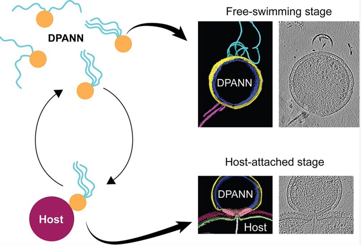 #cryoET as discovery tool ❄️🔬: DPANN archaea are enigmatic, hard to cultivate, and rely on an ectosymbiotic lifestyle. Check out our new paper @ISMEJournal from Vasil Gaisin in collaboration with @Archaellum where we describe two DPANN lifecycle stages: academic.oup.com/ismej/advance-…