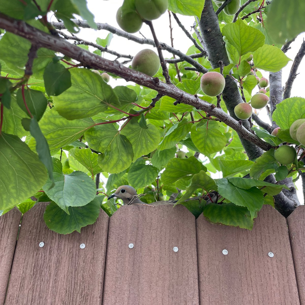 Daddy Mourning Dove incubating eggs in our neighborhood.

Did you know that males tend to sit on the nest during the day and females at night, so the eggs stay warm and both parents have a chance to find food?