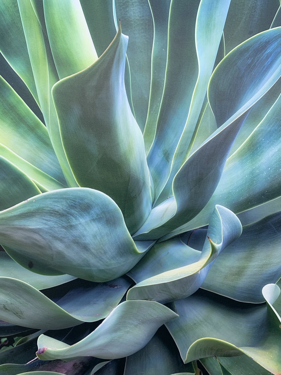 Yo no sé por qué pagar unos 80$ por un tequila cuando aquí tenemos algo tan bueno y mejor todavía. Lo llamamos #cocuy. Para brindar con orgullo nuestro.