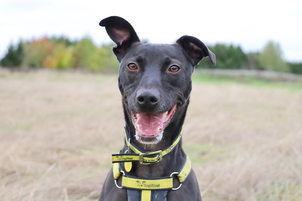 Larry Longlegs is a 5-year-old lurcher🐶 He is an active boy who is full of fun💛He is looking for an adventure buddy who loves to play as much as him⚽If you are looking to adopt him🐾apply now and add him to your favourites😍 bit.ly/3UQ31TG #AdoptDontShop @DogsTrust