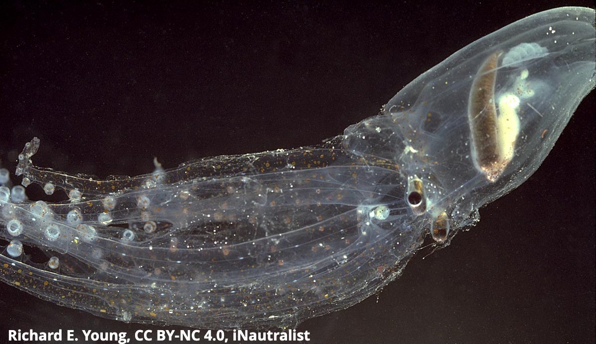 Do you ever feel like a plastic bag drifting through the sea? You might relate to the glass octopus. Inhabiting depths of around 3,000 ft (914 m) where sunlight doesn’t penetrate, scientists think its transparent skin protects it from predators & hides it from prey.