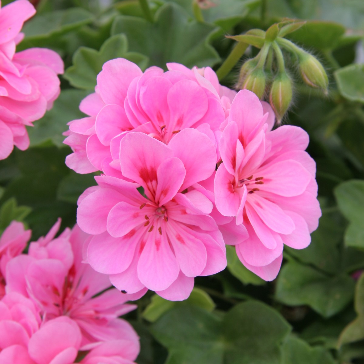 Looking for a way to brighten up your outdoor spaces? Shop 2 for £14 on our 6x9cm premium bedding plants as part of our Bank Holiday offers 😊🌞​ But hurry – offers run for a limited time only: brnw.ch/21wJu06