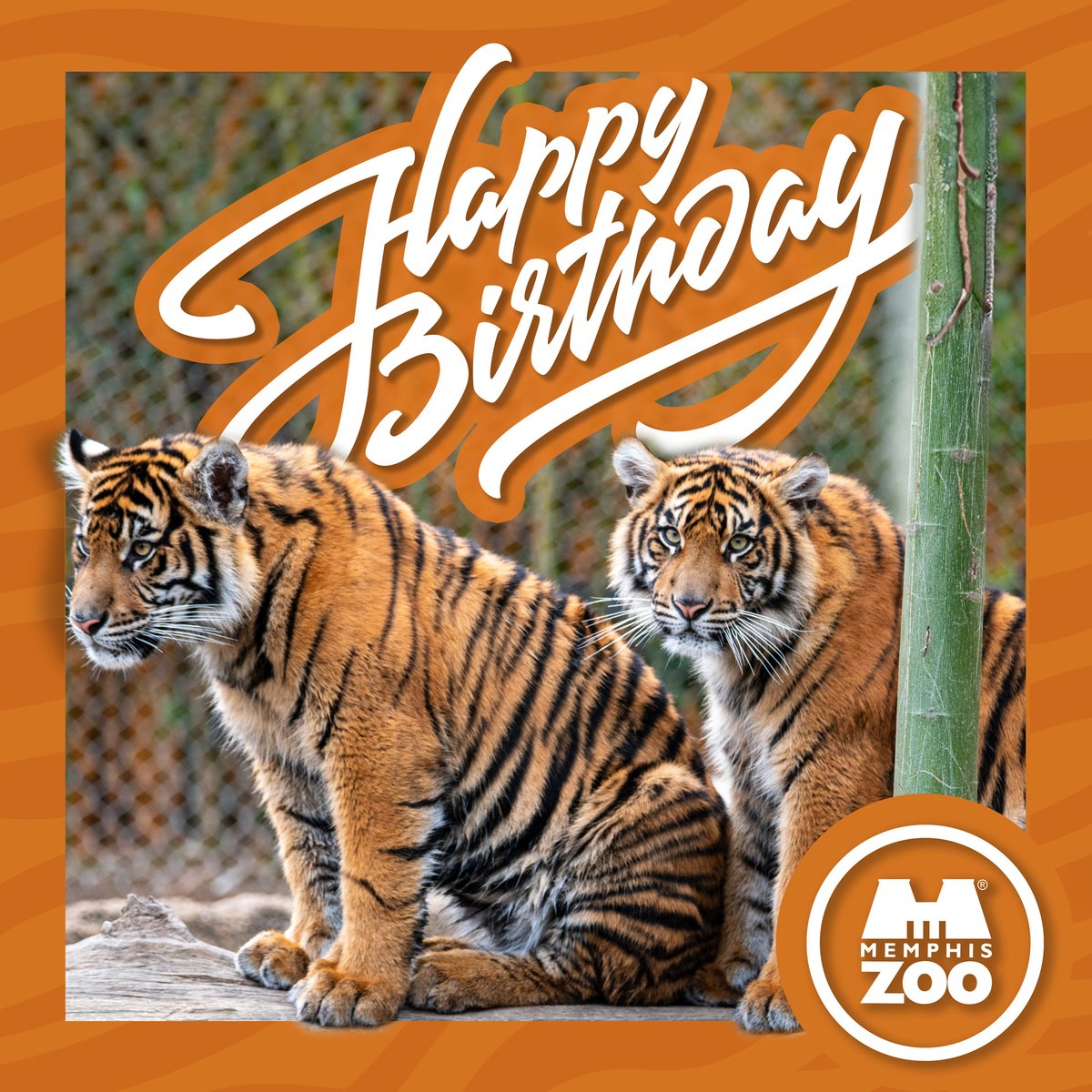 🎉 🎂 Happy first birthday to Nakal and Suci! They are serving as wonderful ambassadors for their species. We are excited to witness their growth and development and hope they inspire people to take action towards protecting wildlife and preserving the natural world. #MemphisZoo