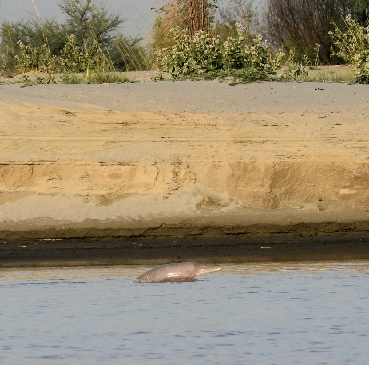 Sharing one of nature's most innocent & playful creatures - Blind Indus Dolphin clicked early morning today at River Indus, somewhere in South Punjab - can't miss childish glee & smile of this joyful Dolphin - also you can see its rudimentary eye