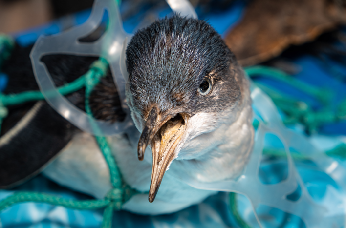 Litter kills animals. If your out and about enjoying the Bank Holiday this weekend, please dispose of your rubbish correctly when spending time outdoors. ♻️