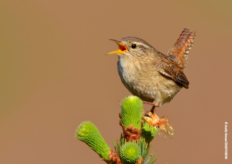 It's #DawnChorusDay, a celebration of nature's greatest symphony! Were you up early to hear the birdsong this morning? We'd love to know which birds you could hear singing 🐦‍⬛🎶 #SenseOfSpring #Nature #Wildlife #Birdsong