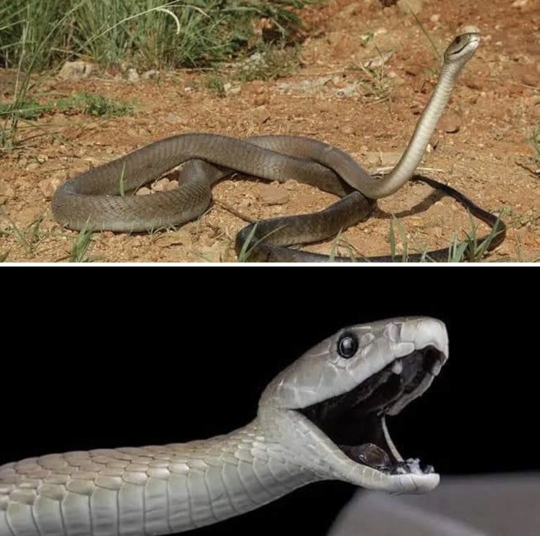 پہچان: بلیک مامبا .. Black Mamba 'سیاہ' یا کالے منہ والا، مامبا (Dendroaspis polylepis) چٹانی سوانا میں رہتا ہے اور اکثر اس کا سامنا زمین پر ہوتا ہے، جہاں یہ دیمک کے ٹیلے کو پسند کرنے لگتا ہے۔ بھوری رنگ سے لے کر گہرے بھورے رنگ تک، اس کا نام اس کے منہ کے اندر کالا ہونے سے نکلا…